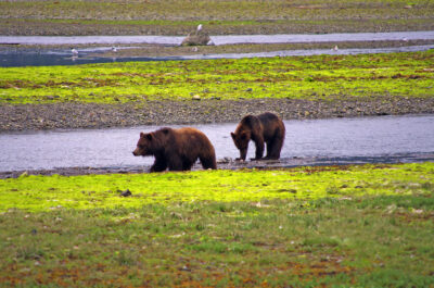 Brown Bears in Alaska