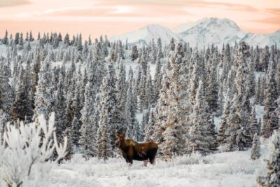 Moose standing in snow in Alaska