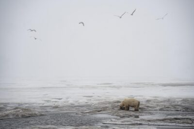 Polar Bear in Alaska