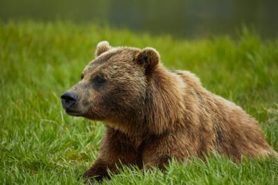 Brown bear in Alaska