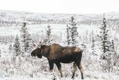 Moose in the snow in Alaska